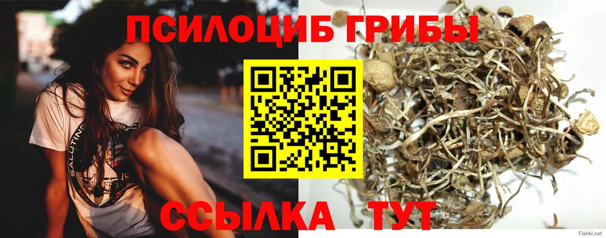 Галлюциногенные грибы Cubensis Богородск